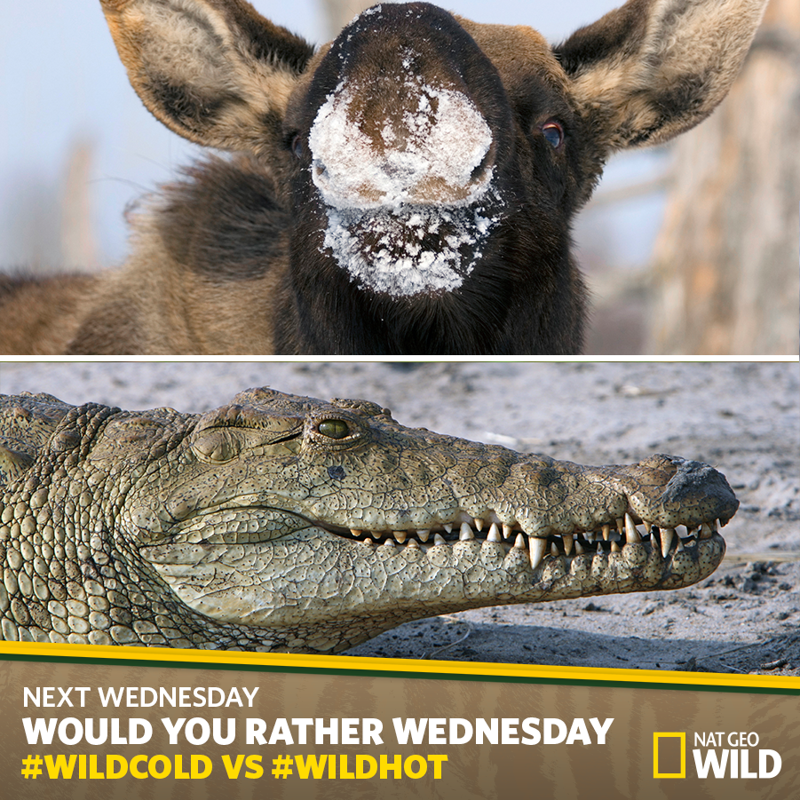NatGeoAnimals's tweet photo. Would You Rather: Watch animals that live in the cold snow or hot sun next Wednesday? Vote #WILDHot or #WILDCold! http://t.co/1UpurbzCby