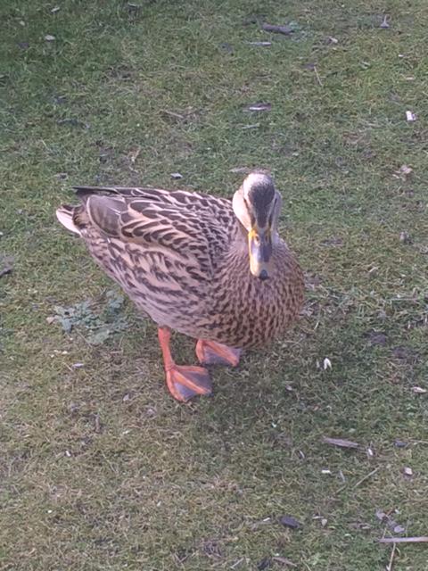 UKLearningShop's tweet photo. Hope you are all having a #quacking half term... #tlstraining http://t.co/uagKLj61b2
