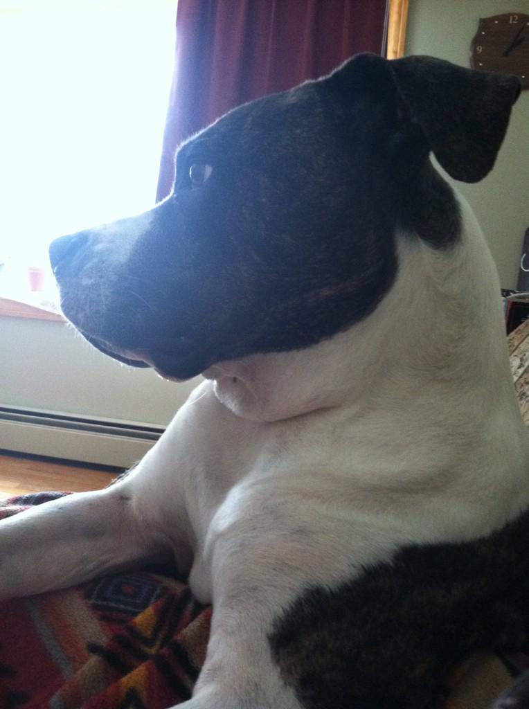 candy41's tweet photo. #bestinOURshow. Luca wins most photogenic. http://t.co/iyh8Shso9h