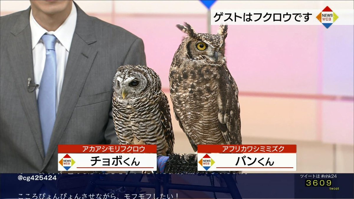 上 Nhk ふくろう アニメ 1651 Nhk フクロウ アニメ 上 Nhk ふくろう アニメ 1651 Nhk フクロウ アニメ