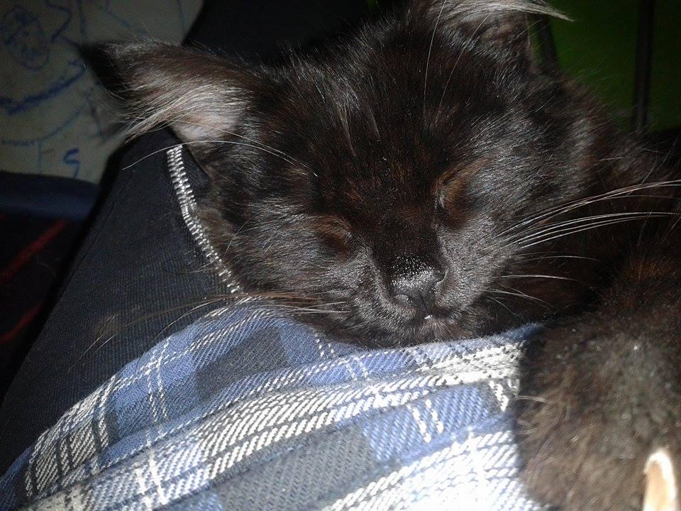 Can_CatAdopta's tweet photo. Perritos y gatita buscan hogar! #Saltillo #Adopta @CICsal @FPerrito @cachorritoluna @HogaresPerrunos @MASCOTASPERDID1 http://t.co/l5Vq2eU5fu