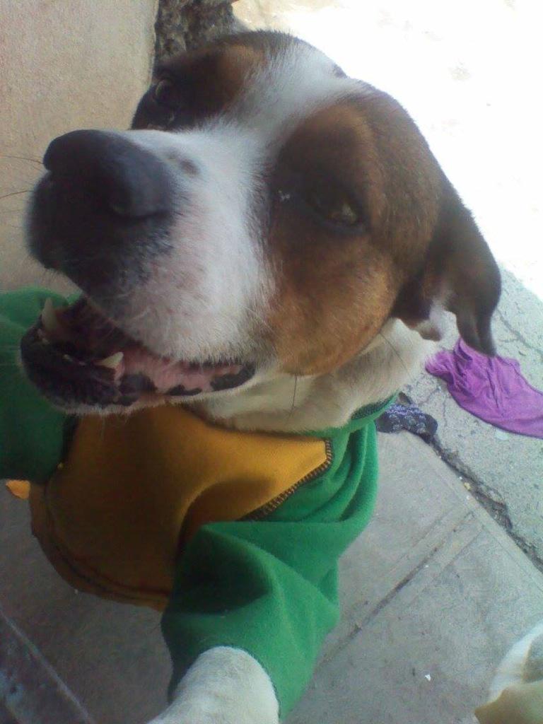 Can_CatAdopta's tweet photo. Perritos y gatita buscan hogar! #Saltillo #Adopta @CICsal @FPerrito @cachorritoluna @HogaresPerrunos @MASCOTASPERDID1 http://t.co/l5Vq2eU5fu