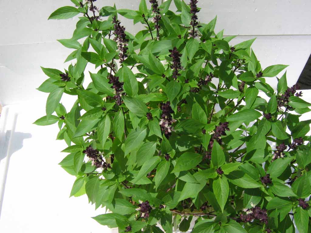 ksamoringa's tweet photo. تستعمل أوراق الريحان لعلاج نزلة البرد والسعال وحمّى الضنك. http://t.co/Ul7se2CZeI