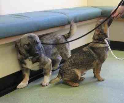 2 brothers- Tom and Tim...looking for a home together- who can say no to these sweeties? #southyorkshire #barnsley