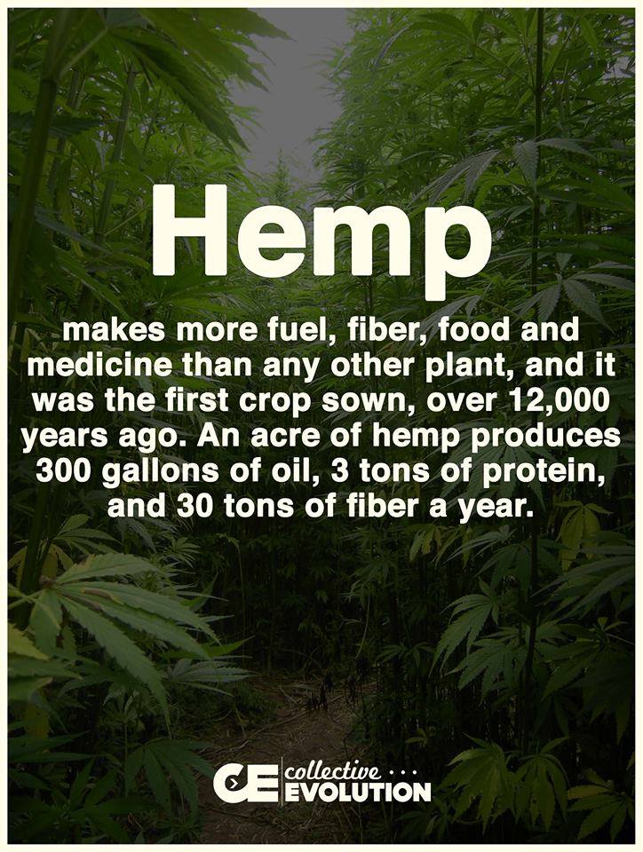 CarapexSkinCare's tweet image. Part of the solution: BC Bud - carapex.com/store/bcbud-he… #hemp #skincare #haircare