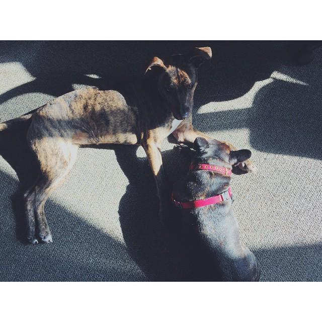 Just another day in puppy land for the two mascots #makebloom #muchjackie #runlucyrun ift.tt/1BmRn7v