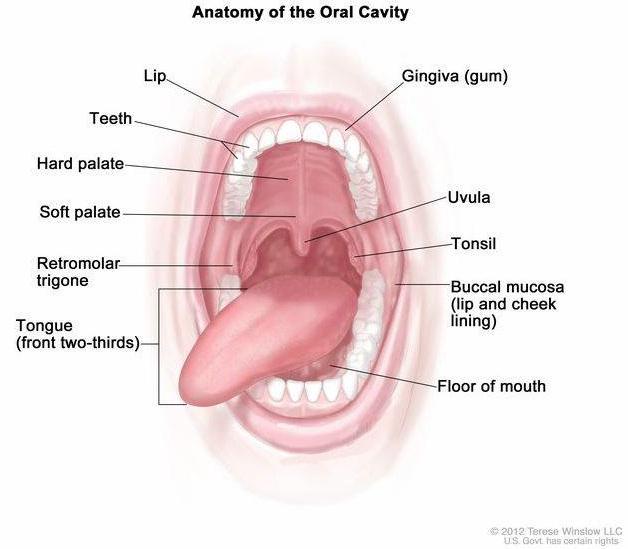 theNCI's tweet image. There's no safe form of tobacco. The smokeless kind causes several cancers, including mouth: 1.usa.gov/1vGUaRV