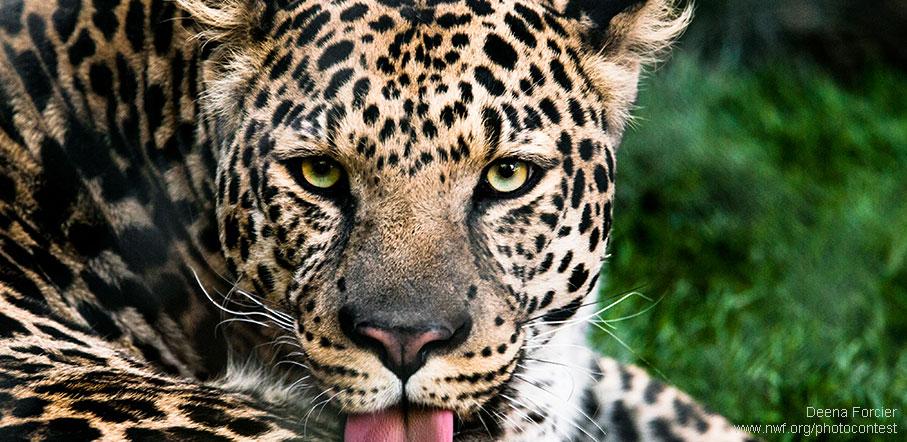 This initiative to halt tropical deforestation is good news for jaguars: bit.ly/1zJOcQH
