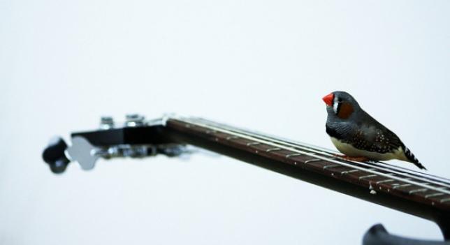 A3Noticias's tweet photo. Los animales también podrían componer música, según un estudio de la Universidad de Viena
http://t.co/902RL6H1ne http://t.co/yagOXNVzMp
