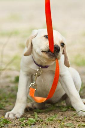 PetSafe's tweet image. Attend Walking the Dog: Solutions for Reactive Dogs, then come to Booth #1916 for an Easy Walk Harness demo! #WVC2015