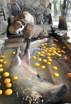casualcapybara's tweet photo. Where i'd rather be😴 http://t.co/ecRuciYyND