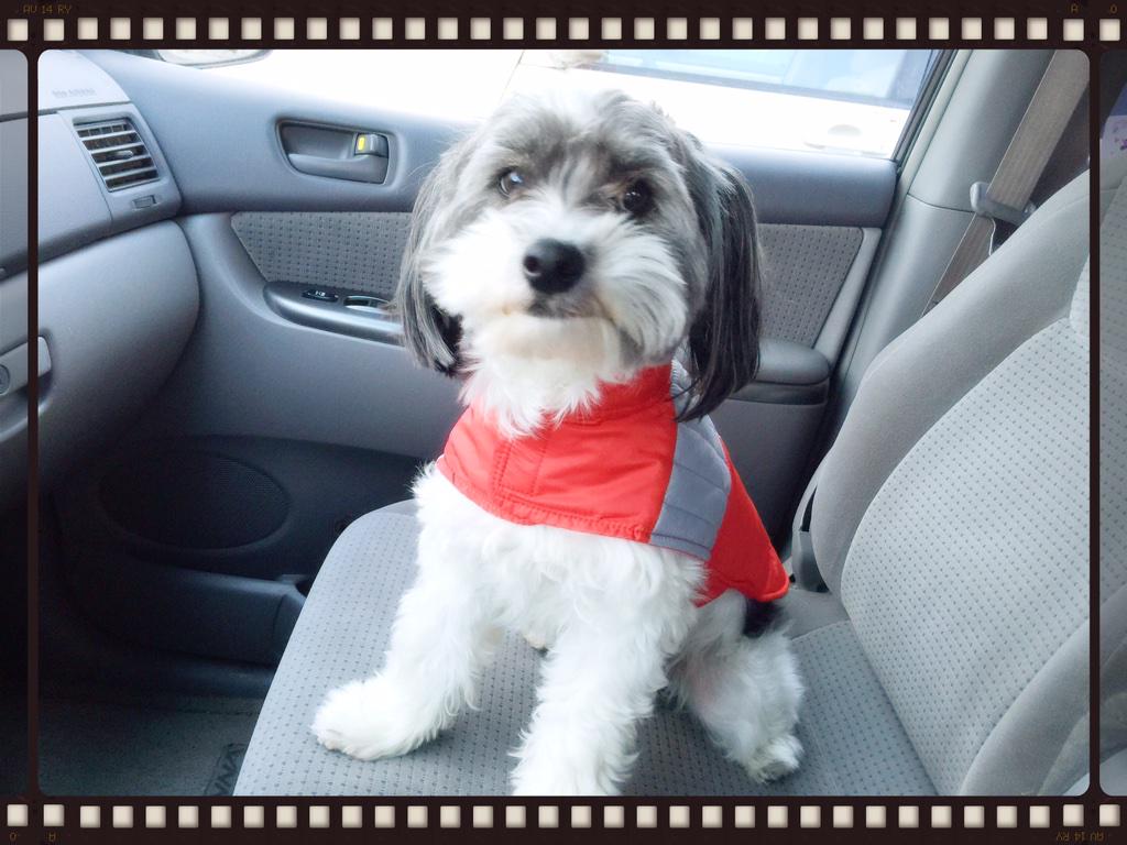 TheRavenAndFox's tweet photo. @TheTakeaway #westminsterreject Huxley the Maltipoo. My best buddy and the kids say my favorite child! http://t.co/90xoZleVsX