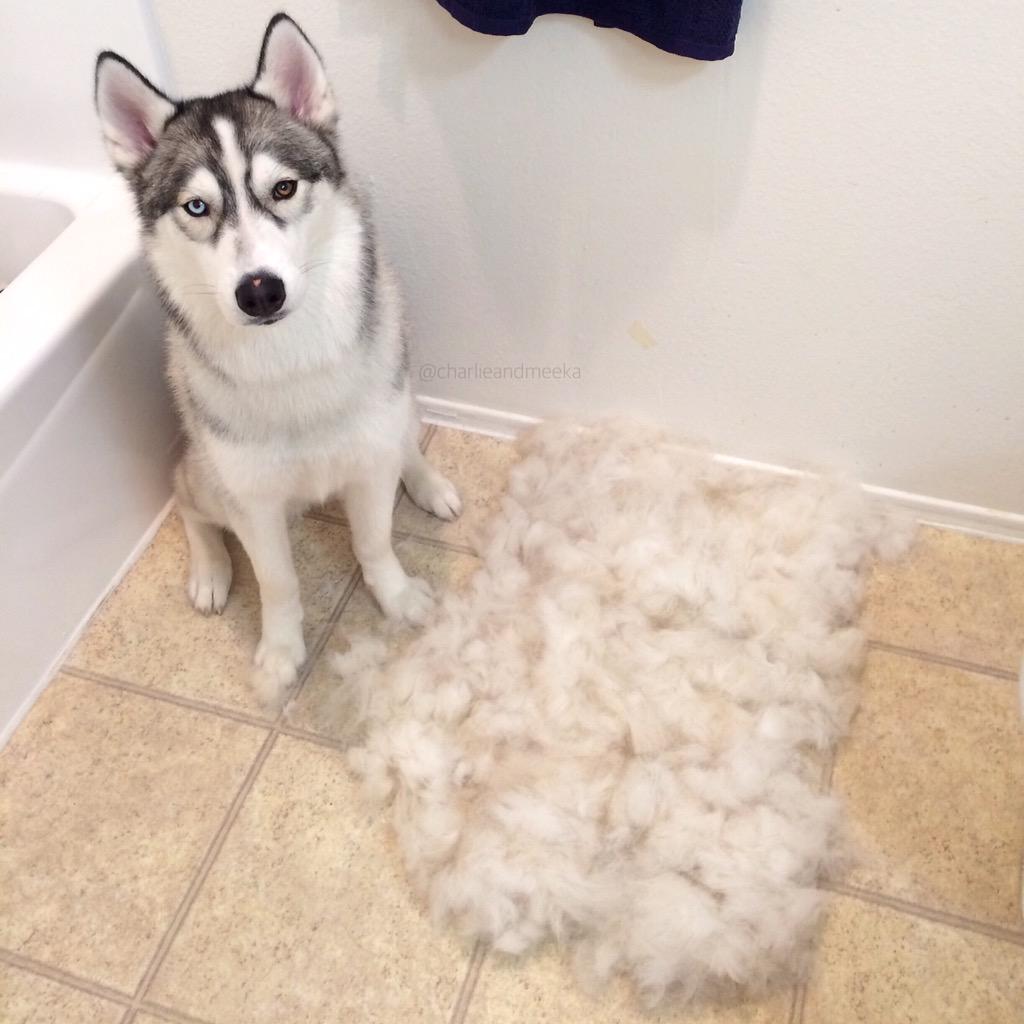 husky furminator