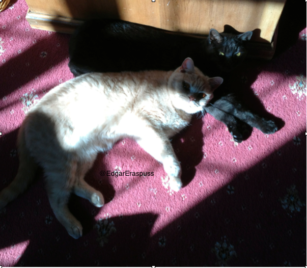 EdgarEraspuss's tweet photo. Hi @cliffping We saw you are having a black cat day so we thought you might like this one of Me &amp; Eleanor in the sun! http://t.co/7otKWaWhBr