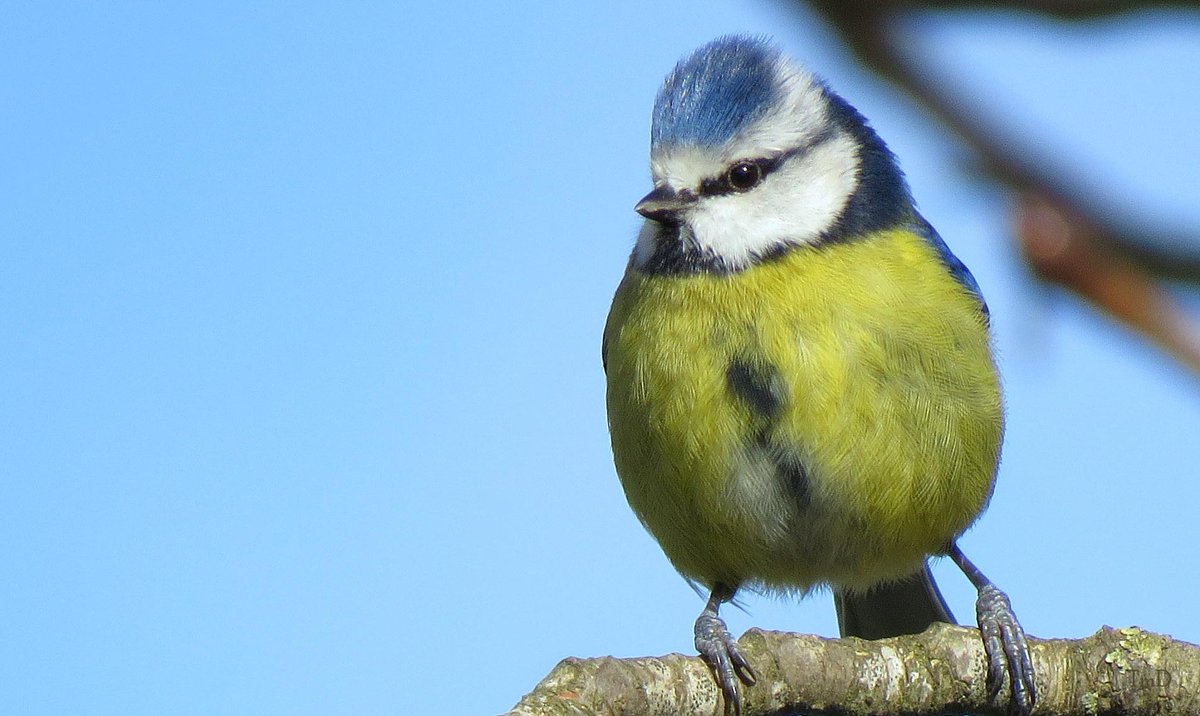 Blue sky &amp; a Blue Tit