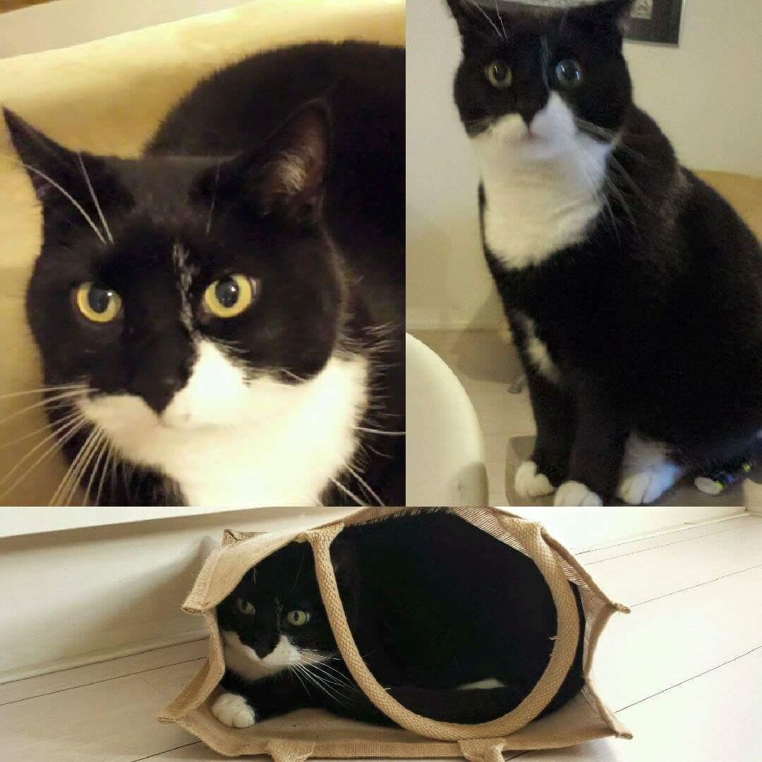 <a href="/kat_vermist/">Kat Vermist</a> sinds 15/2 Joro, gecastreerde kater, z/w,gechipt. Omg Monarchvlinderlaan Utrecht. In schuur? Help.