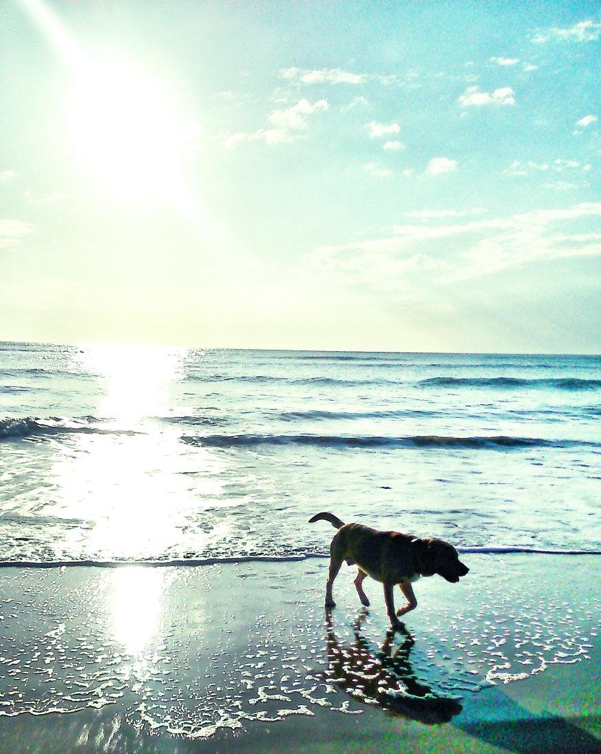groire's tweet photo. Buen Paseito por la playa http://t.co/zFDVBJFFX7