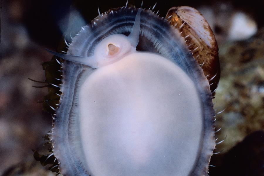 Biologie SchneckenZähne sind das härteste Material der Welt WELT Scoopnest