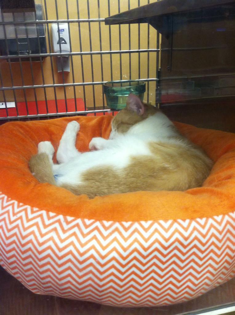 cannonballash's tweet photo. these two kitties are adorable i want them http://t.co/bYDhk23qqQ