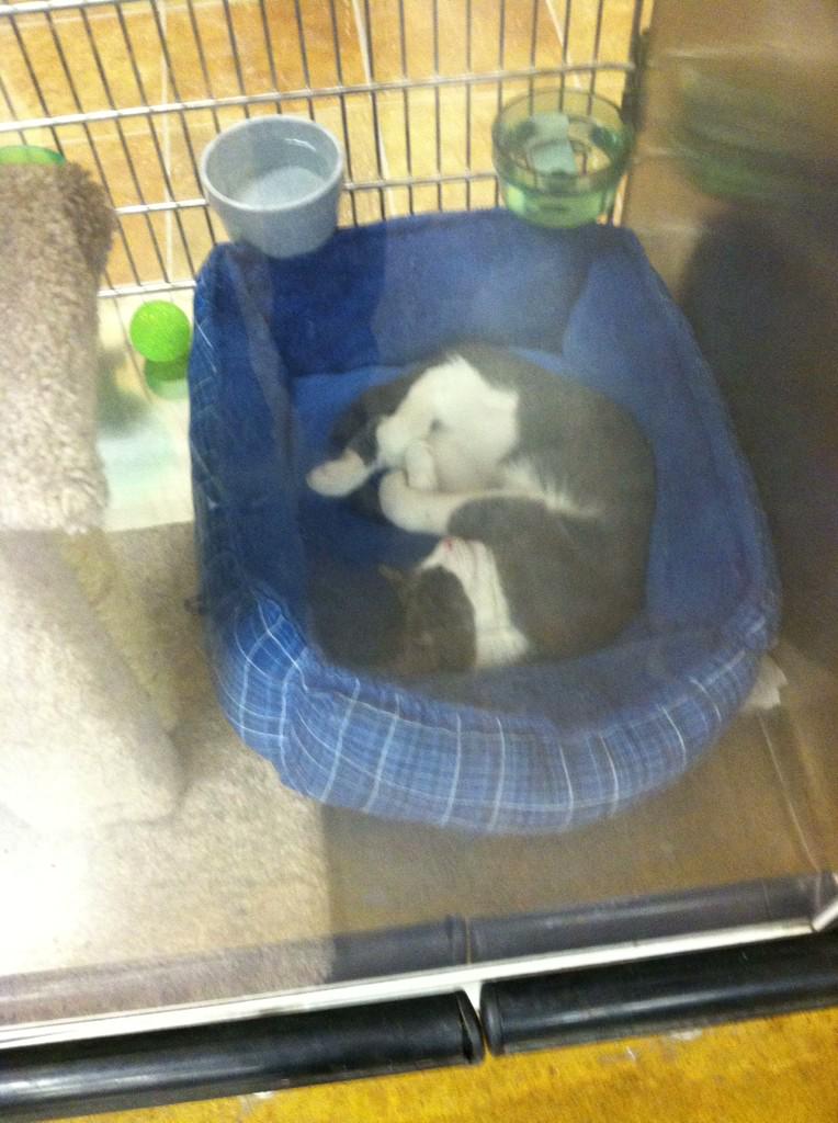 these two kitties are adorable i want them