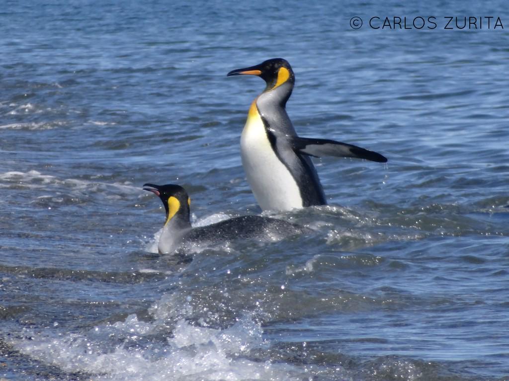 La alimentación del Pinguino Rey (Aptenodytes patagonicus) se basa en calamares y peces presentes en la bahía inútil