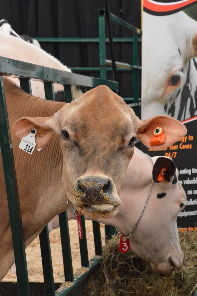 DairyXPO's tweet photo. Our friends are pulling some great faces here...any idea what they're thinking? @CDX2015 #cowcoliseum http://t.co/qaXau9THpZ