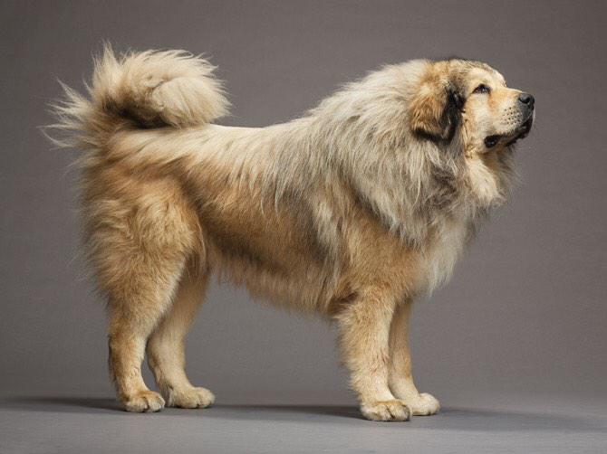 Avery Halbert On Twitter Nmeyers20 Long Haired Mastiffs In General