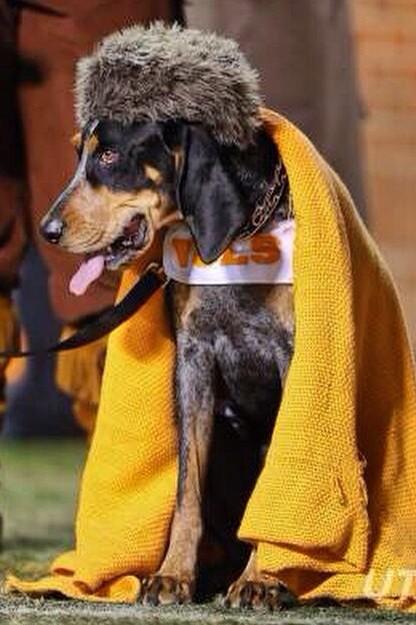 <a href="/Vol_Football/">Tennessee Football</a> help me crush the competition in the #FinebaumBestInShow #RT for Smokey X as best live #SEC mascot!