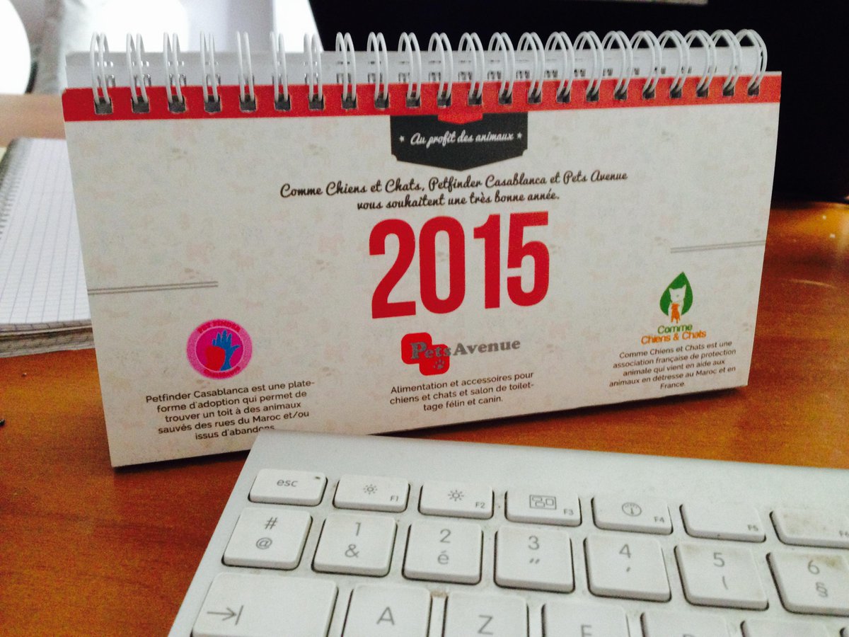 Petfinder Casablanca At Petfindercasa Twitter