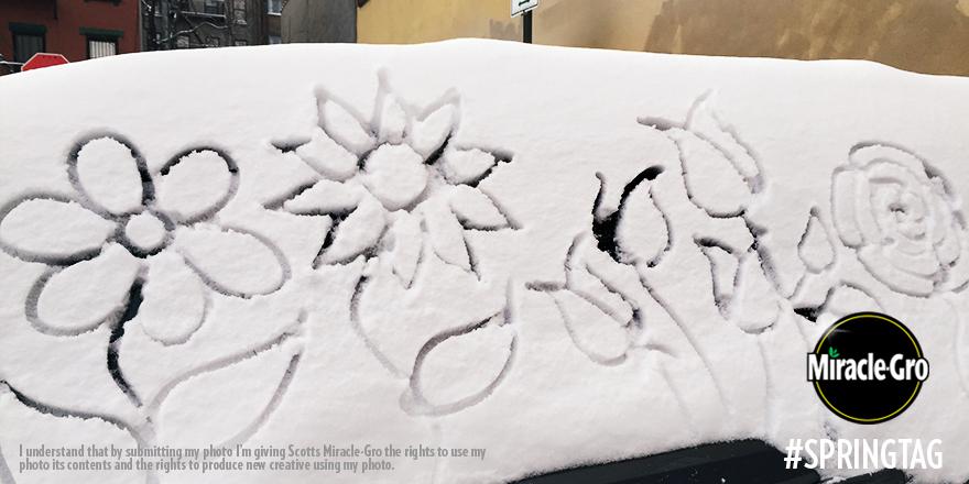 MiracleGro's tweet photo. If you canβt wait for warmer weather, plant some spring in the snow with a #SpringTag. http://t.co/8f1Tiw9laU