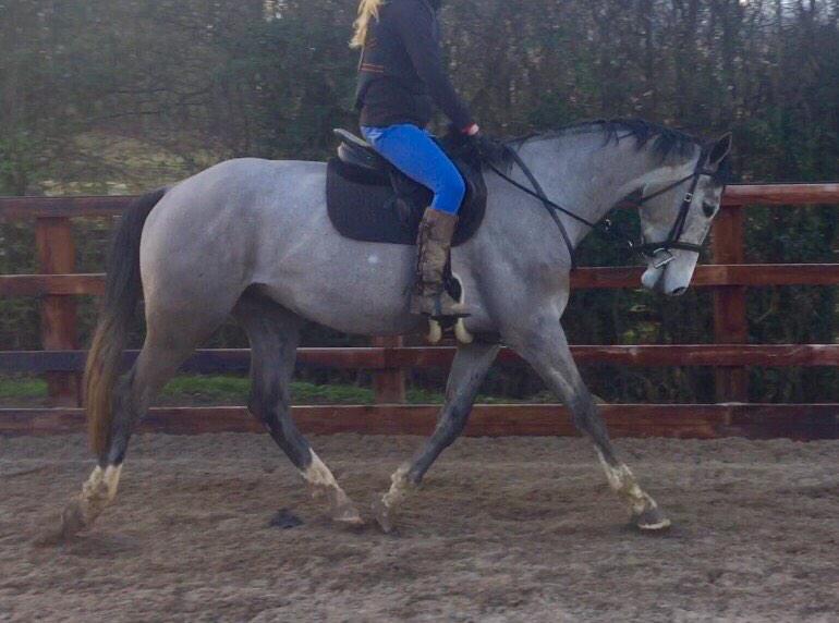 LucrorSH's tweet image. Too excited for the #BYEH #eventinglive classes this year. #Kwpn #warmblood #horseforsale #horses