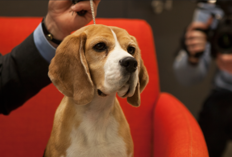 WSJphotos's tweet photo. Check out Westminster winner Miss P: http://t.co/ygnlyqpNd3 Here she is in our waiting area Photo: @mesiryan http://t.co/6MSOscbUXi