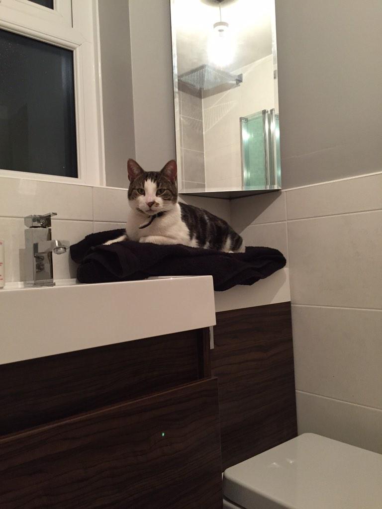 jbiesta's tweet photo. #missing #cat #skipton last seen Monday sharphaw avenue, he has no tail. Please rt. @Skipton_Police @CravenHerald http://t.co/uIIwU8Ylo9