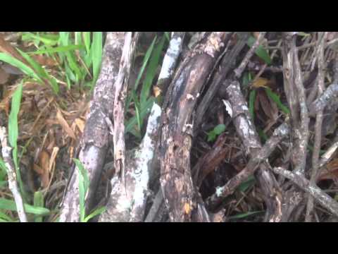 #permaculture Wood Mushrooms in Permaculture Food Forest - permaculturehq.net/wood-mushrooms…