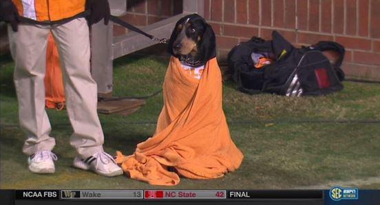 TexAgs's tweet image. Hey @finebaum, let&apos;s try it the other way around and count these votes, too.
RT for Reveille
Fav for Smokey.