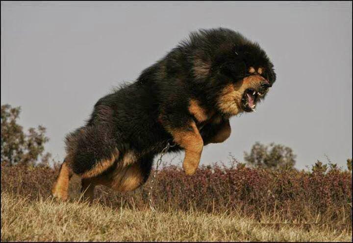 Avery Halbert On Twitter Nmeyers20 Long Haired Mastiffs In General