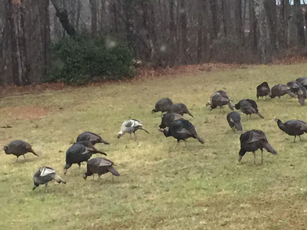 sisksm's tweet photo. Wild Turkeys in the back yard. http://t.co/tvN7JPpR5x
