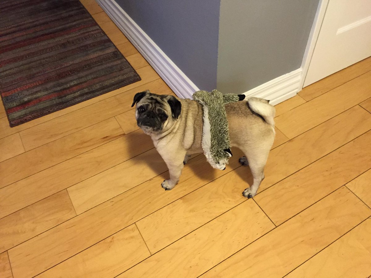 WrigleyPug's tweet photo. HI #PugChat Just in from hunting http://t.co/n5EpqNs8tt