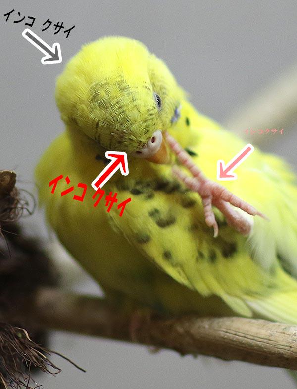 とりみカフェ 次世代鳥好き育成中 一目でわかる セキセイインコで見るパーツ別にインコ臭のインコくささ 濡れても変わるので不思議不思議 Http T Co Xxt0pfqhuy とりみカフェ 次世代鳥好き育成中 一目でわかる セキセイインコで見るパーツ別にインコ臭のインコくささ 濡れても変わるので不思議不思議 Http T Co Xxt0pfqhuy