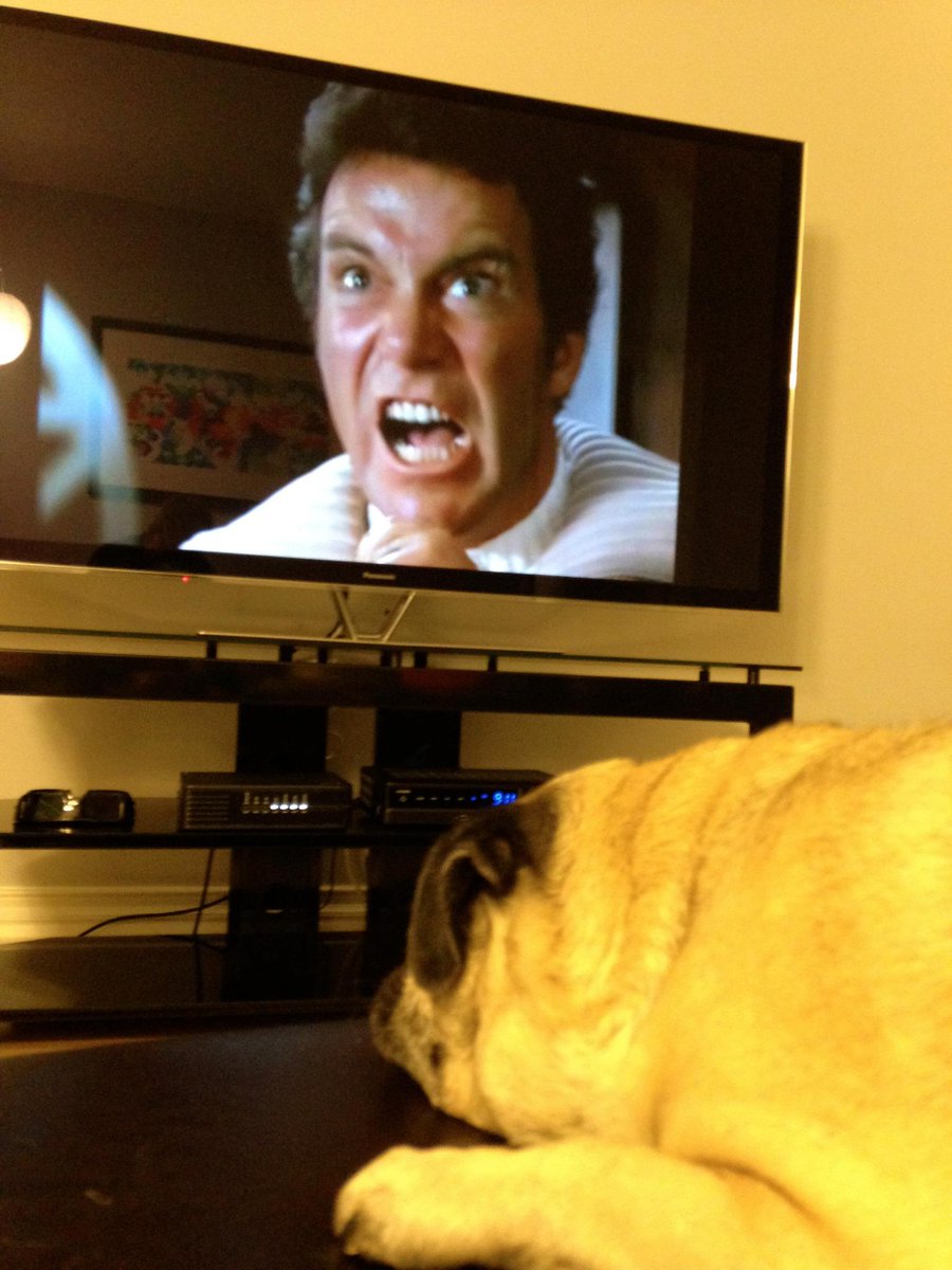 WrigleyPug's tweet photo. @HamiltonPug #Pugchat A3. This Trek pug.  I'm a trekkiepug http://t.co/QUvvNMz7BC