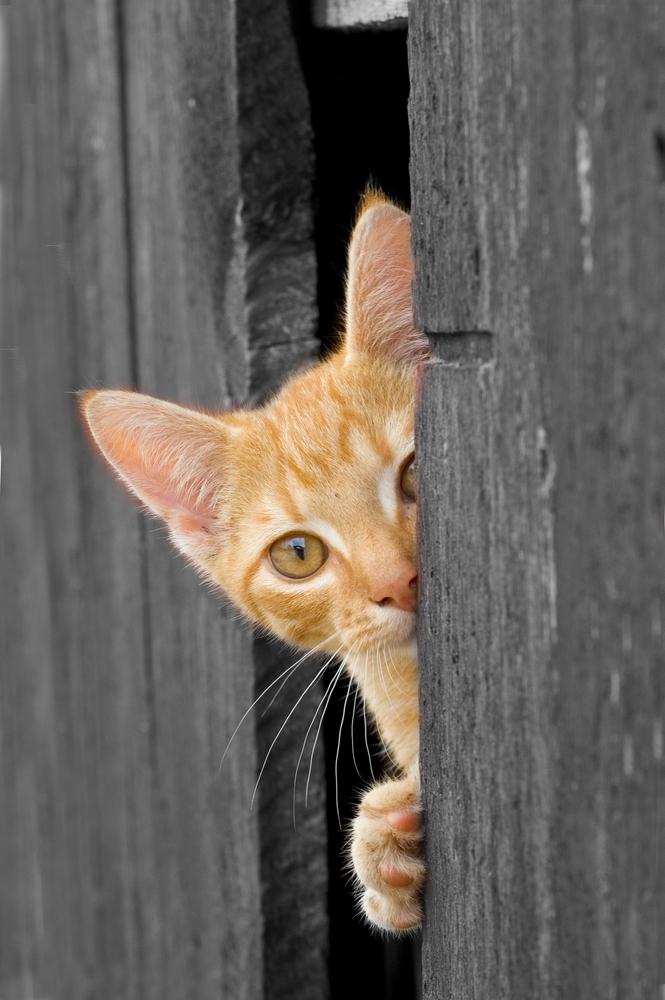 lildivarell's tweet photo. Some body's watching me http://t.co/E3OBpObwiW