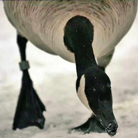 BandedBrands's tweet photo. #banded http://t.co/EpAIILemvm