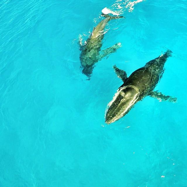 dronodromo_com's tweet image. You drone bro?? #whale #humback by tim_steiny