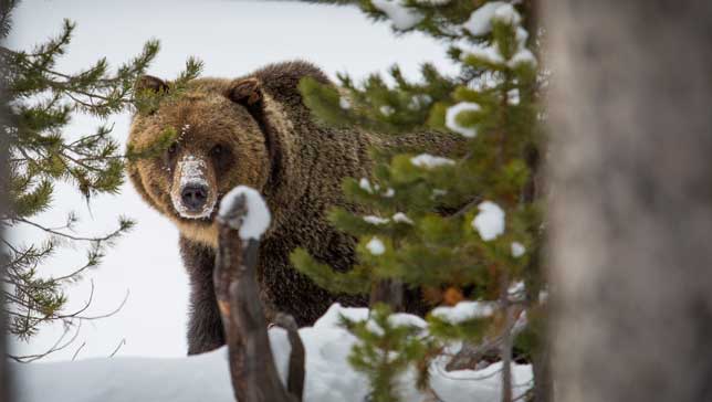 Grizzly bears are waking up too early bit.ly/1G3hKOE