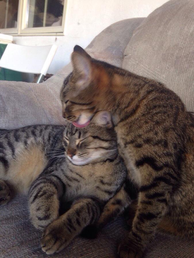 The Cult Cat (@elverojaguar) on Twitter photo 