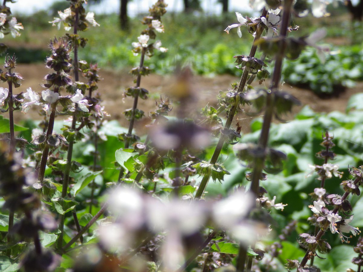 ForeverForestry's tweet photo. #Permaculture beautiful growth http://t.co/9rFaWUC9b9