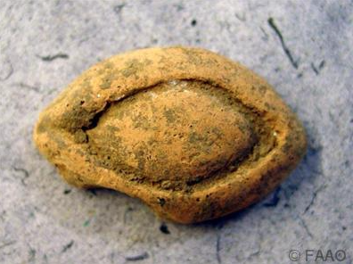 EyeExpertUK's tweet photo. 200BC, an eye made out of clay to be used as a prayer offering. #MuseumOfVision http://t.co/FXr78LDyfa