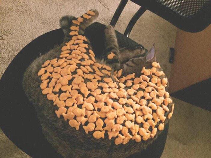PetFession's tweet photo. "How many goldfish can you fit on your cat before it wakes up?" -NC http://t.co/QutLRLwI3q