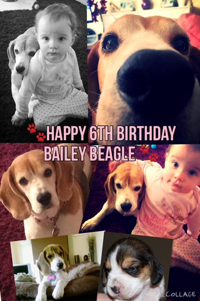 Bailey&Buddy Beagle (@the_beags) on Twitter photo 