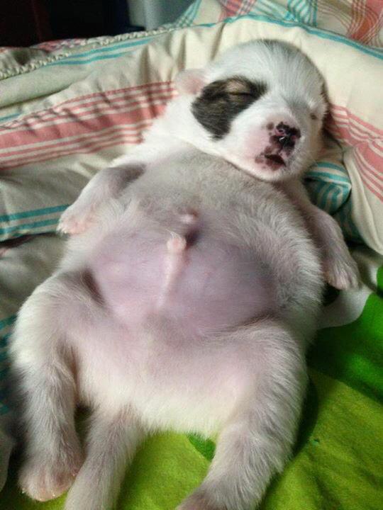 rukdd's tweet photo. มึงเอ้ยจะน่ารักไปไหน พุงใหญ่มากน่ารักอยากฟัดดโคดดโอ้ยยชอบอยากได้😍😍😍 cr:fb seensick http://t.co/KGwvo8x1Xz
